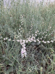Goniolimon tataricum