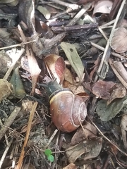 Cepaea nemoralis