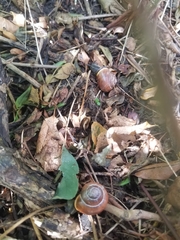 Cepaea nemoralis