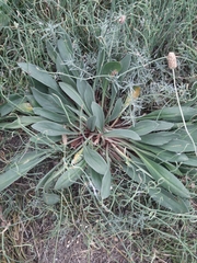 Goniolimon tataricum