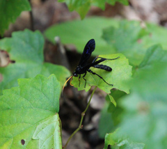 Gnamptopelta obsidianator