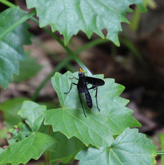 Gnamptopelta obsidianator