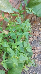 Galinsoga parviflora