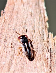 Stylogeocoris elongatus