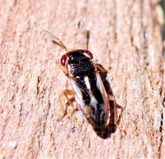 Stylogeocoris elongatus