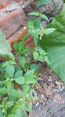 Galinsoga parviflora