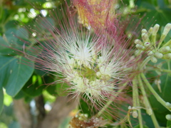 Samanea tubulosa