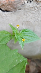 Galinsoga parviflora