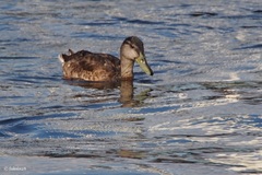 Anas platyrhynchos