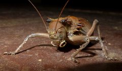 Enyaliopsis parduspes