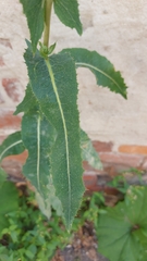 Lactuca serriola