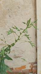 Lactuca serriola