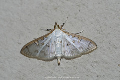Palpita munroei