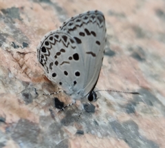 Acytolepis puspa