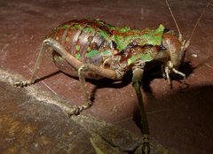Enyaliopsis parduspes
