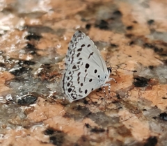 Acytolepis puspa