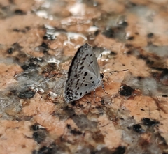 Acytolepis puspa