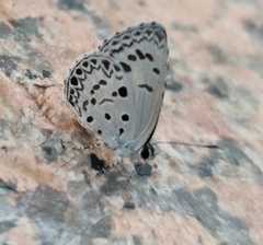 Acytolepis puspa