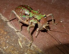 Enyaliopsis parduspes