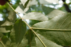 Carya pallida