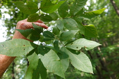 Carya pallida