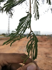 Vachellia leucophloea