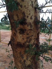 Vachellia leucophloea