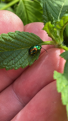 Chrysolina fastuosa