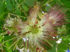 Samanea tubulosa