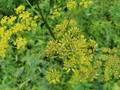 Pastinaca sativa