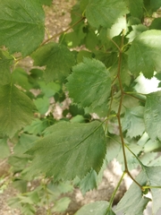 Crataegus sanguinea