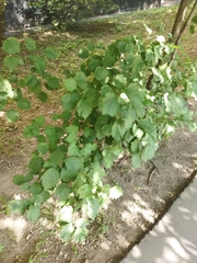 Crataegus sanguinea
