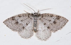 Venusia duodecemlineata