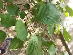Crataegus sanguinea