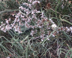 Goniolimon tataricum