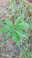 Aegopodium podagraria