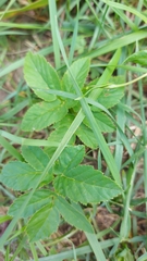 Aegopodium podagraria