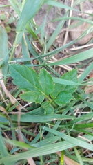 Aegopodium podagraria