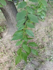 Ulmus pumila