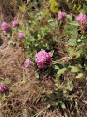 Trifolium pratense