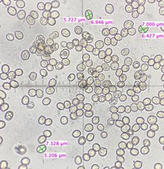 Pluteus septocystidiatus