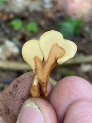 Spathulariopsis velutipes