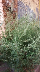 Artemisia vulgaris