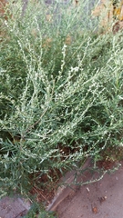 Artemisia vulgaris