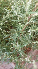 Artemisia vulgaris