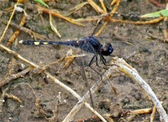Erythrodiplax nigricans