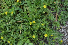 Potentilla supina