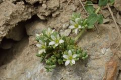 Telephium imperati