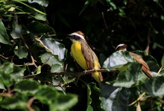 Myiozetetes cayanensis