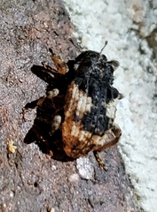 Cryptorhynchus fuscatus